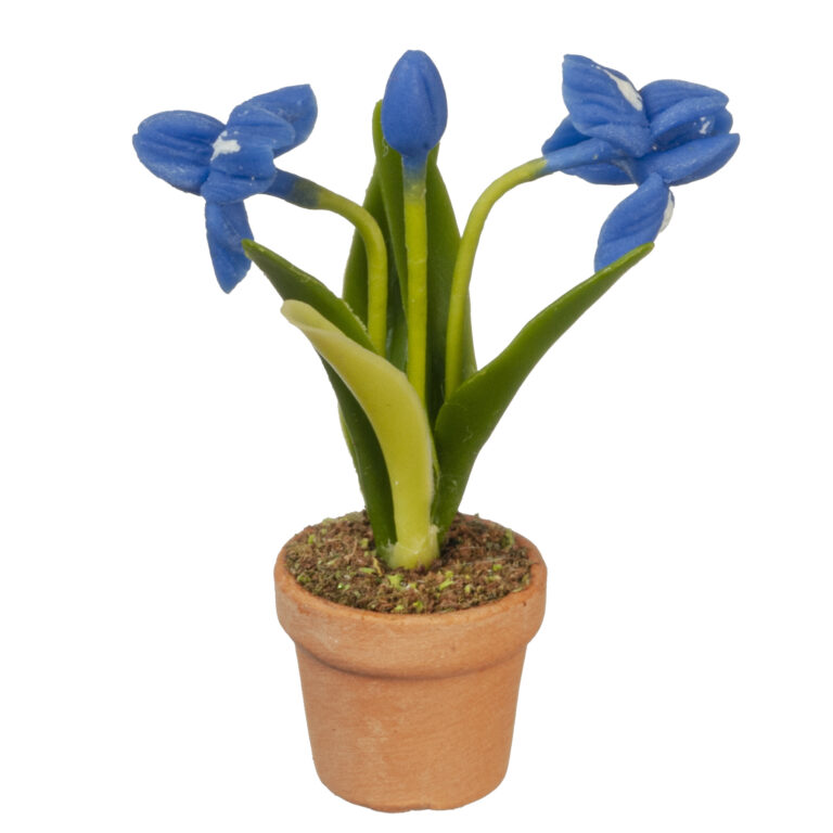 BLUE IRIS IN POT