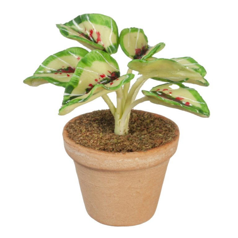 COLEUS PLANT IN POT