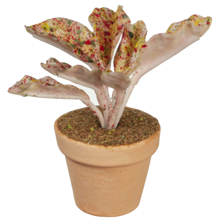 COLEUS PLANT IN POT