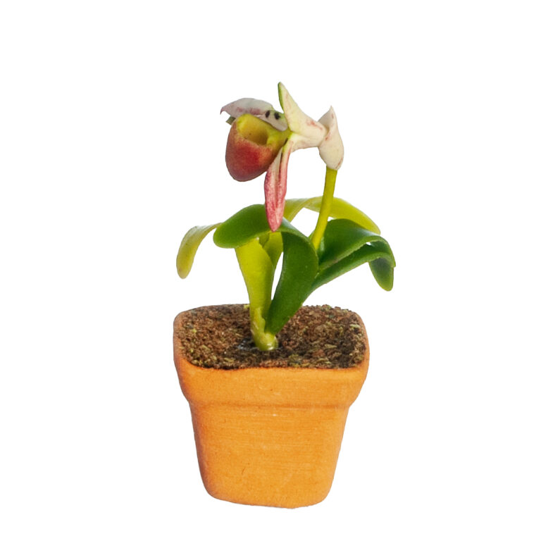 ORCHID