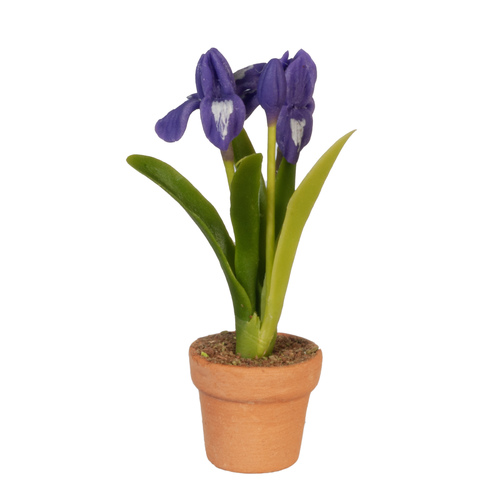 POTTED IRIS/PURPLE