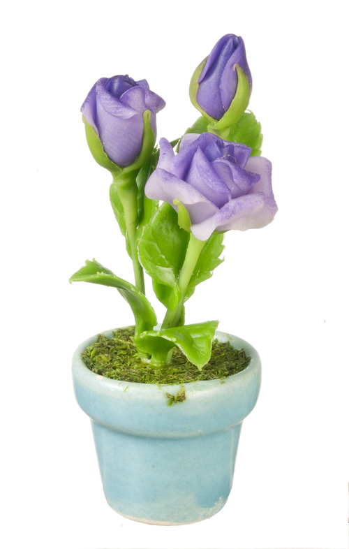 ROSES IN POT/LAVENDER