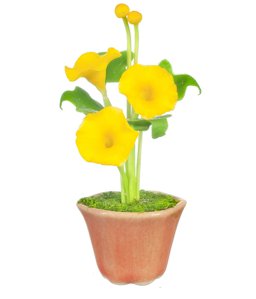 MORNING GLORIES IN POT/YE