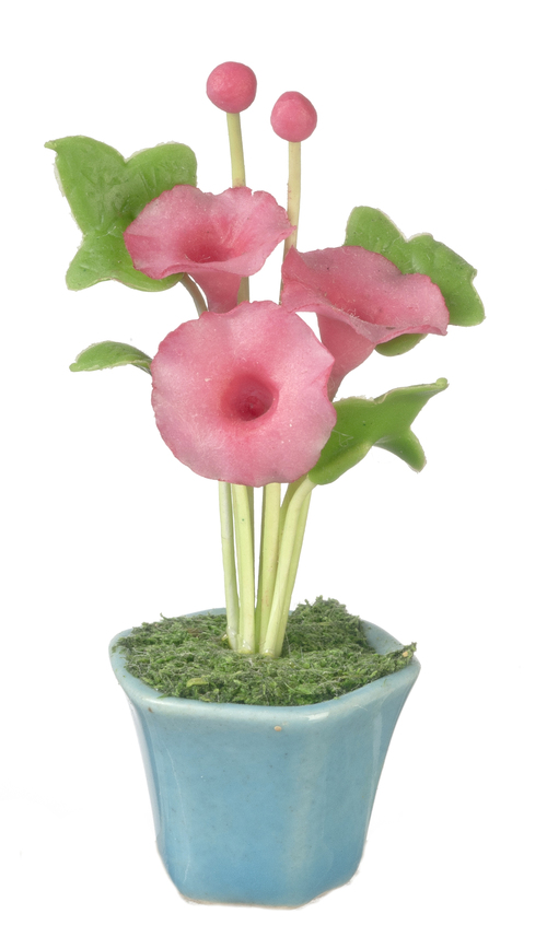 MORNING GLORIES IN POT/PK