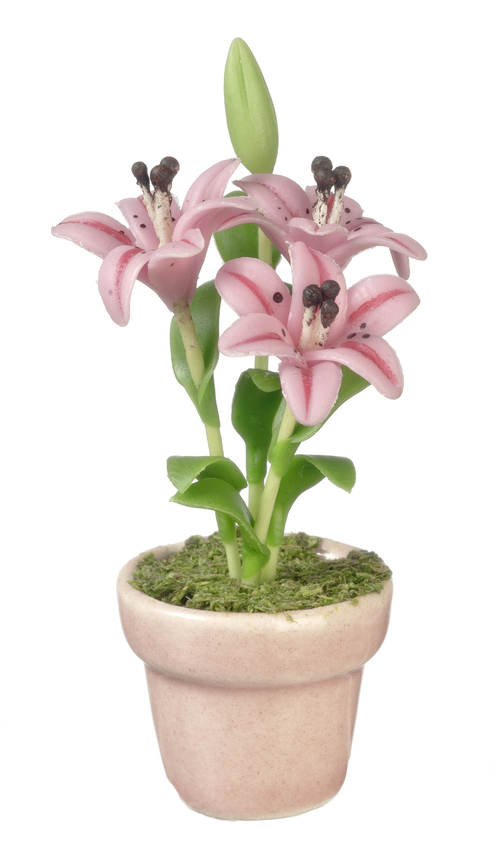 LILIES IN POT/PINK
