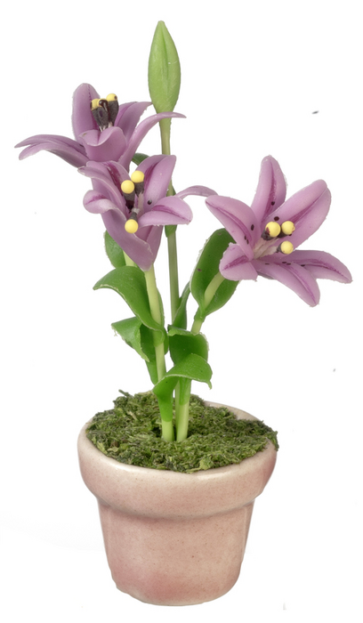 LILIES IN POT/LAVENDER
