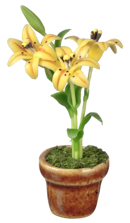 LILIES IN POT/YELLOW