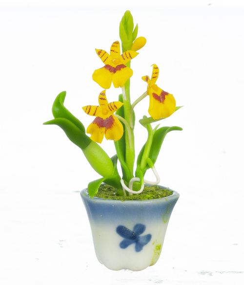 ONCIDIUM ORCHID/YELLOW