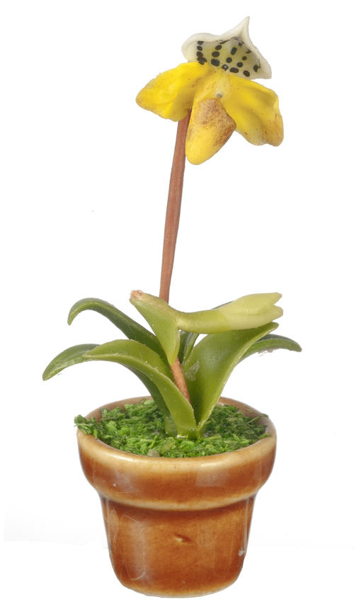 PAPHIOPEDILUM ORCHID/YELL