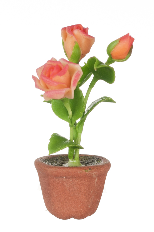 ROSES IN POT/ORANGE