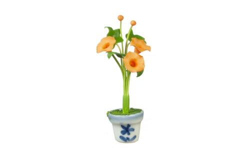 MORNING GLORIES IN POT/AS