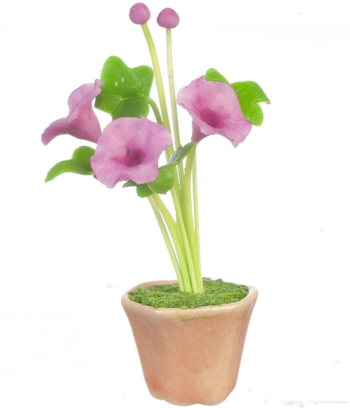 MORNING GLORIES/FUCHSIA