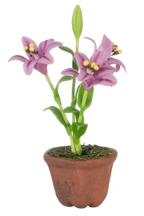 LILIES IN POT/PURPLE