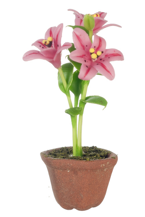 LILIES IN POT/HOT PINK