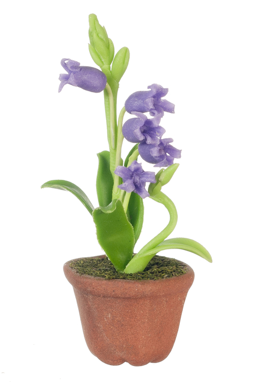 LILIES IN POT/PURPLE