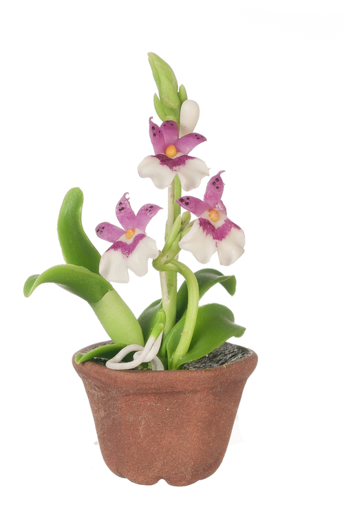 ONCIDIUM ORCHID/WHITE
