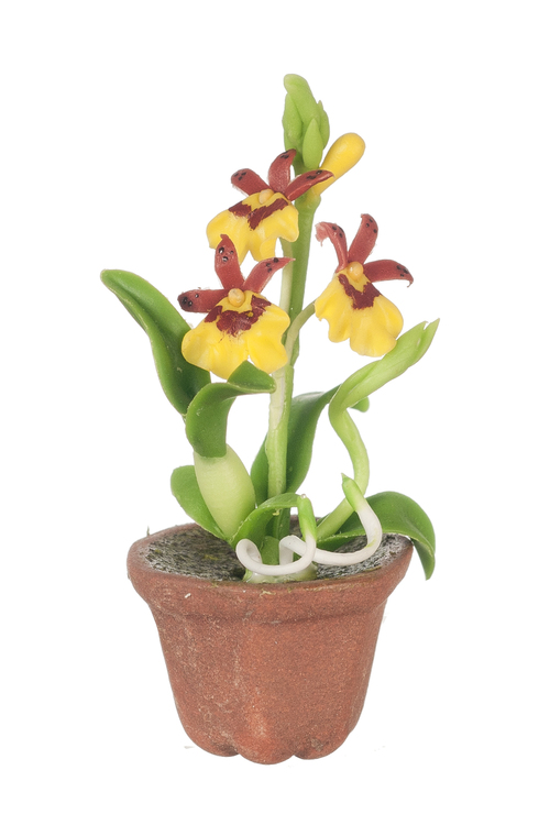 ONCIDIUM ORCHID/YELLOW