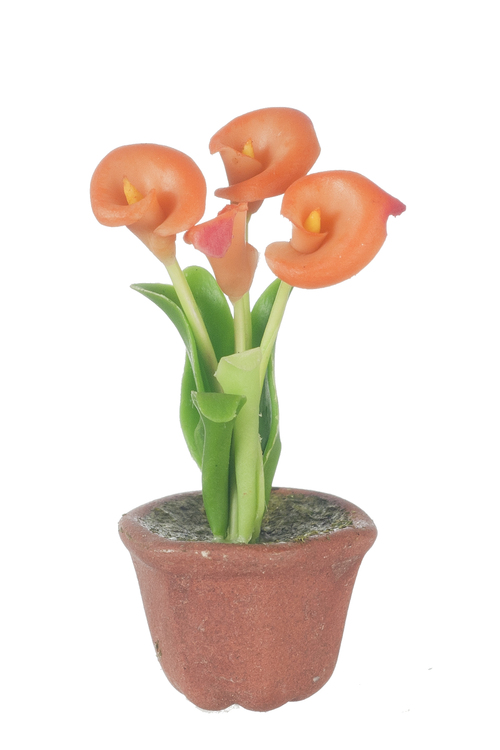 ANTHURIUM IN POT/ORANGE