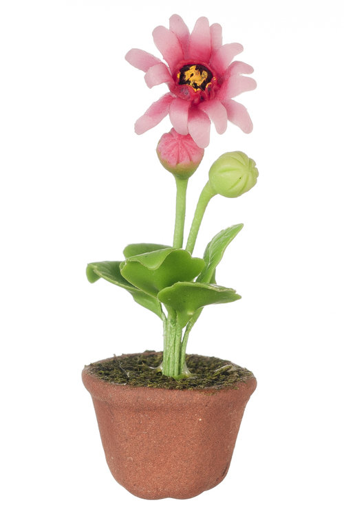 GERBERA DAISY/PINK