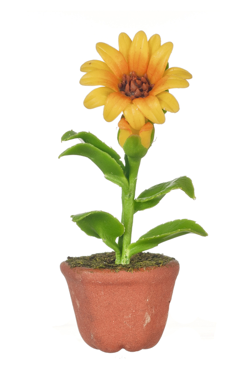 SUNFLOWER IN POT