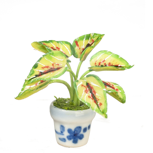 CALADIUM IN POT