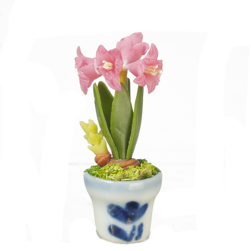 AMARYLLIS IN POT