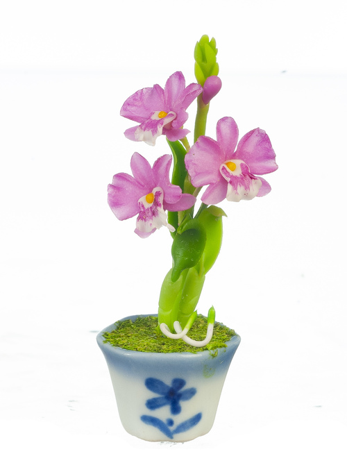 DENDROBIUM/VIOLET