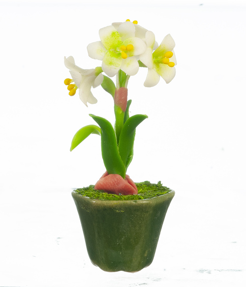 HIPPEASTRUM IN POT/WHITE