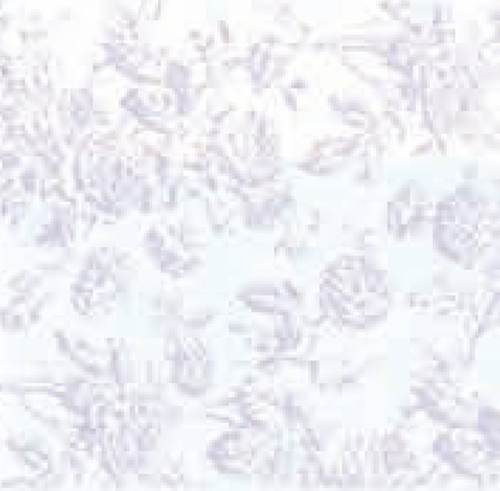 W.P.TIFFANY/LILAC/3