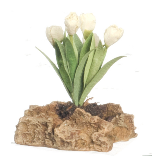 TULIPS PLANT ON ROCK/GRN.
