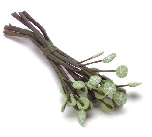 WHITE VEIN GERANIUMS/6
