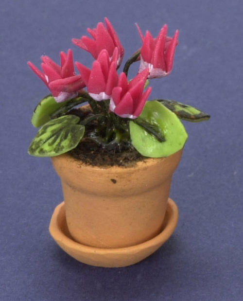 CYCLAMEN IN POT/HOT PINK