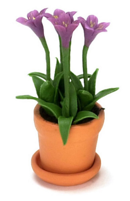 GENTIANASINO IN POT/PURPL